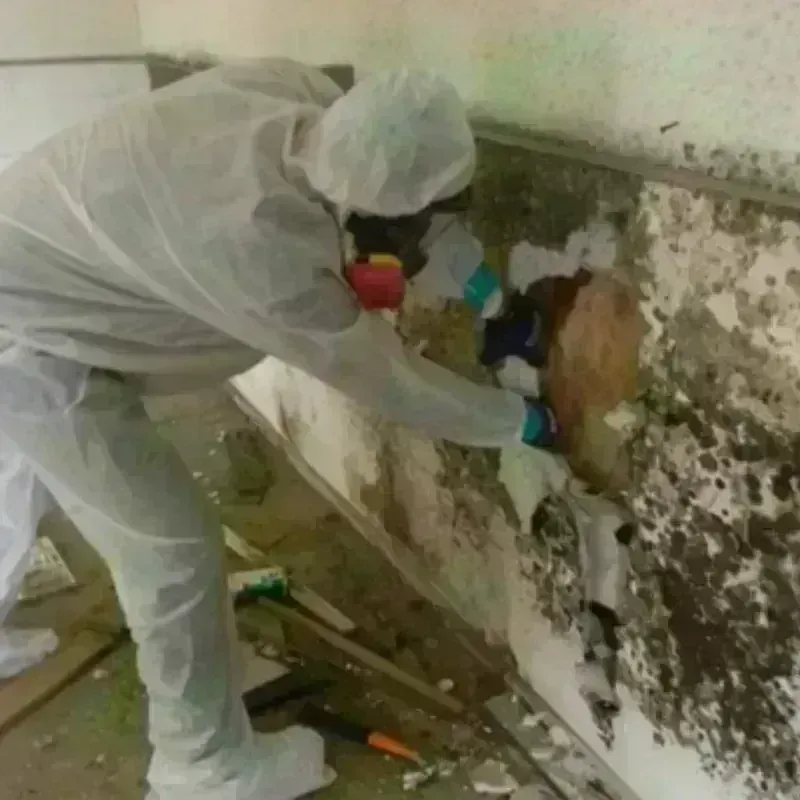 Mold Remediation and Removal in Gilchrist County, FL